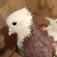 طوقی سرخ و مشکی