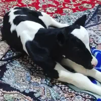 گاو وگوساله نر سیمینتال 30کیلو شیر یه هفته زایمان