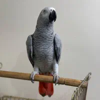 کاسکو ۲ ساله فول دستی قران خوان نماز خان درشت|پرنده|تهران, هفت چنار|دیوار