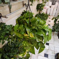 گل آپارتمانی پتوس آویز دار بنجامین آگلونما قاشقی|گل و گیاه طبیعی|قم, نیروگاه|دیوار