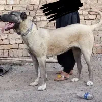 سگ سرابی اصل سراب ماده اسم مارال آگهی بخونین