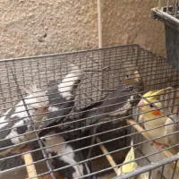 عروس هلندی جفت و تکی و سرلاکی