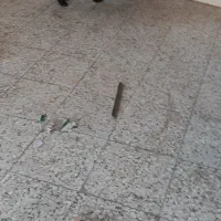 فروش یه قلاده ژرمن بلک اصیل|سگ|بابل, |دیوار