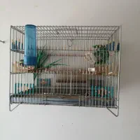 قفس غلامی سهره