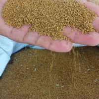 تخم یونجه ایتالیایی