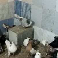 زینتی|حیوانات|مشهد, کارمندان دوم|دیوار