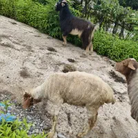 بره  گوشتی و هم داشتی درجه ۱