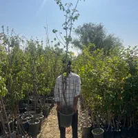 درخت زرد الو درشتی ۴ ساله ۵۰۰