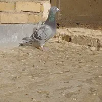 فروشی مسافتی