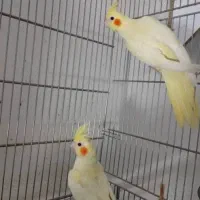 عروس هلندی لوتینو