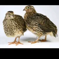 بلدرچین کاملا ارگانیک به تعداد زیاد دارم.