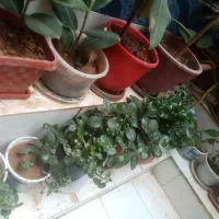 گل طبیعی از100به بالا