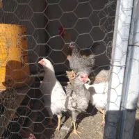 مرغ و خروس گلین لری|حیوانات مزرعه|تربت‌حیدریه, شهرک ولیعصر|دیوار