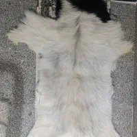 پادری پوست طبیعی گاو