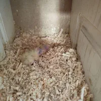 عروس جفت|پرنده|گلبهار, شهر جدید گلبهار|دیوار