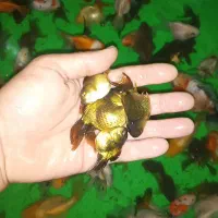 کله شیری|ماهی|تبریز, |دیوار