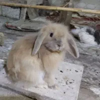 خرگوش لوپ|موش و خرگوش|بندر انزلی, بشمن|دیوار