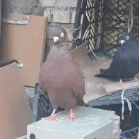 کبوتر ابادانی اصل