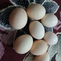 فروش تخم‌مرغ لاری