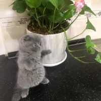 اسکاتیش دختر|گربه|تهران, دردشت|دیوار