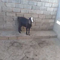 فروش بزغاله ماده پاکستانی چاق