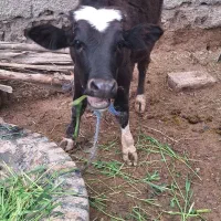 گوساله خارجی