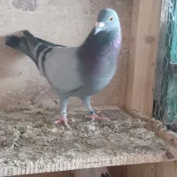 کبوتر پلاکی نر مست|پرنده|برازجان, |دیوار