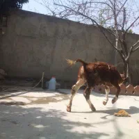 سیمنتال