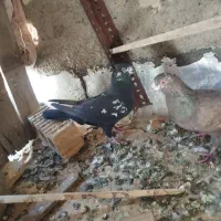 کفتر ماده|پرنده|مرودشت, بیست متری بیمارستان|دیوار