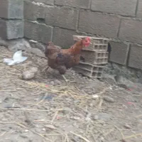 مرغ محلی جوان تخم گذار ۴۵۰