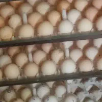 فروش تخمرغ محلی نطفه دار