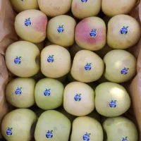 سیب مشگین شهر|خوردنی و آشامیدنی|مشگین شهر, |دیوار