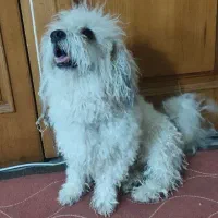 دو عدد سگ قیمت مناسب
