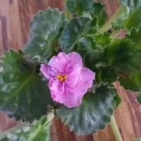 بنفشه افریقایی