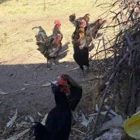 مرغ خروس محلی|حیوانات مزرعه|کرمان, |دیوار