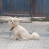 سگ پا کوتا|سگ|گرگان, |دیوار