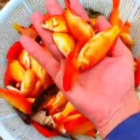 ماهی قرمز نمیچه ومخلوت