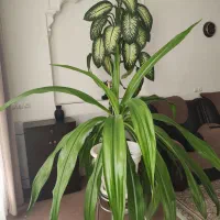 گل اشک و گل دیفن