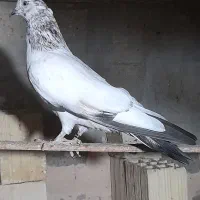 کبوتر بلندوپرشی