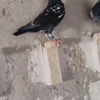 کبوتر مسافتی