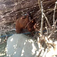 دو عدد کهره نر|حیوانات مزرعه|جبالبارز, |دیوار