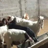 تیشتر درجه یک کهره بز|حیوانات مزرعه|سعدآباد, |دیوار