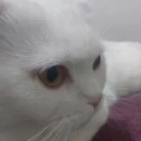 گربه ۵ ملیون