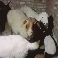 سه راس میش وچهار راس بز