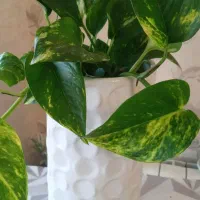 فروش انواع گل درفرهنگیان رشت