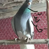 خرقه روس سبز و زره|پرنده|اصفهان, شهرک کاوه|دیوار