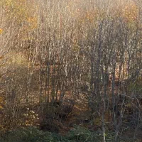 همسفر طبیعت گردی