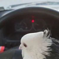 طوقی عطیقه|پرنده|مبارکه, |دیوار