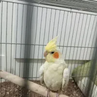 عروس هلندی ماده