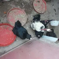 مرغمحلی|حیوانات مزرعه|قروه, |دیوار